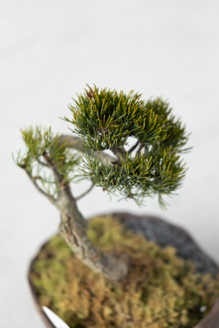 季節限定 盆栽 五葉松（5号鉢）の写真8枚目