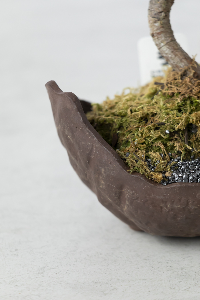 季節限定 盆栽 五葉松 一点もの（5号鉢）の写真9枚目