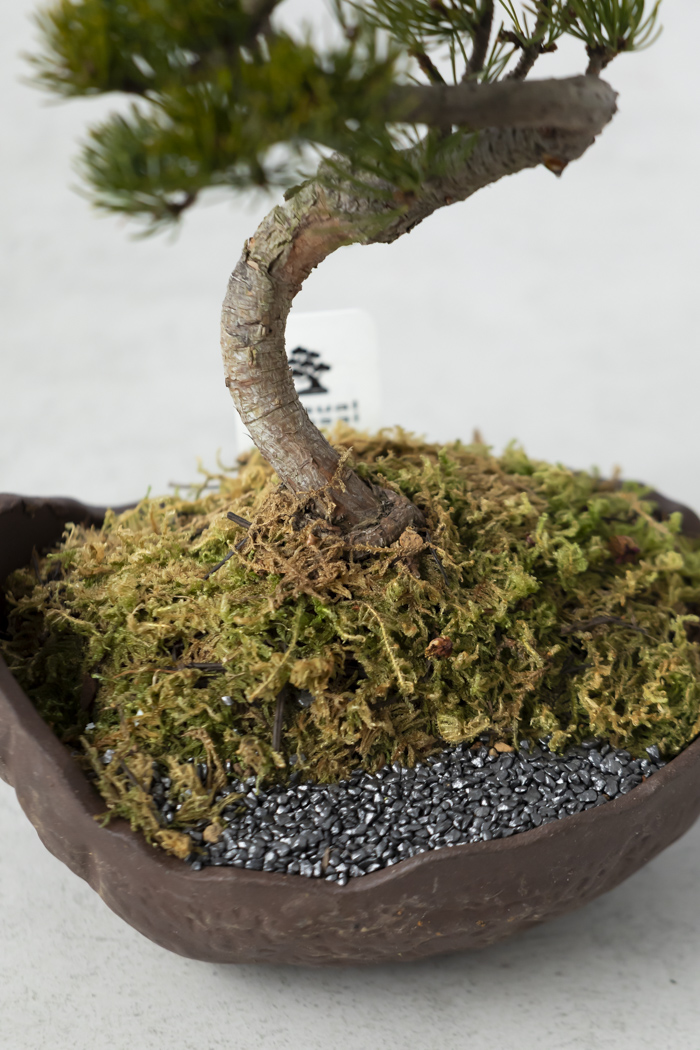 季節限定 盆栽 五葉松 一点もの（5号鉢）の写真10枚目