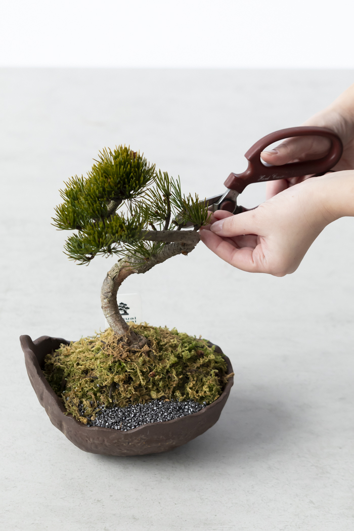 季節限定 盆栽 五葉松 一点もの（5号鉢）の写真11枚目