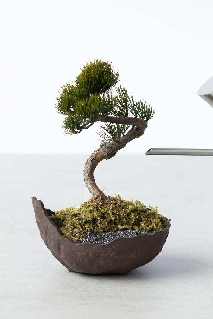 季節限定 盆栽 五葉松 一点もの（5号鉢）の写真12枚目