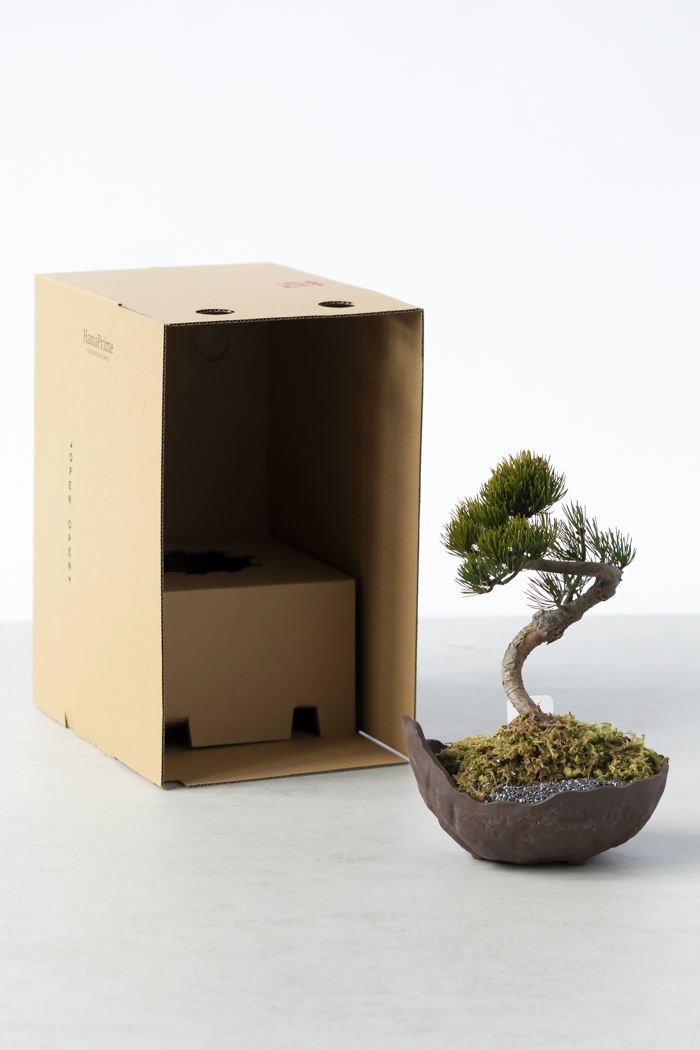 季節限定 盆栽 五葉松 一点もの（5号鉢）の写真13枚目