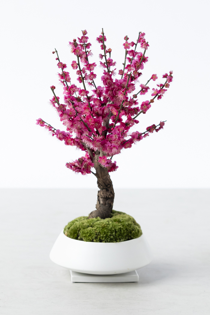 季節限定 盆栽 紅梅 大盃 一点もの（6号鉢）