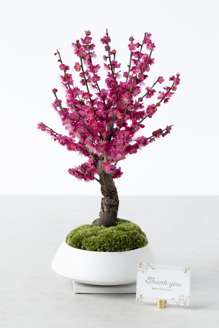 季節限定 盆栽 紅梅 大盃 一点もの（6号鉢）