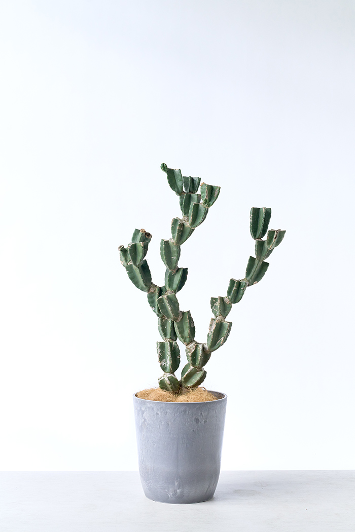 観葉植物 柱サボテン ブランチ 一点もの(A)（10号鉢）