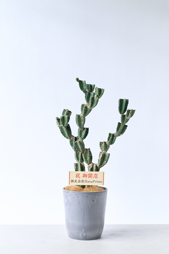 観葉植物 柱サボテン ブランチ 一点もの(A)（10号鉢）