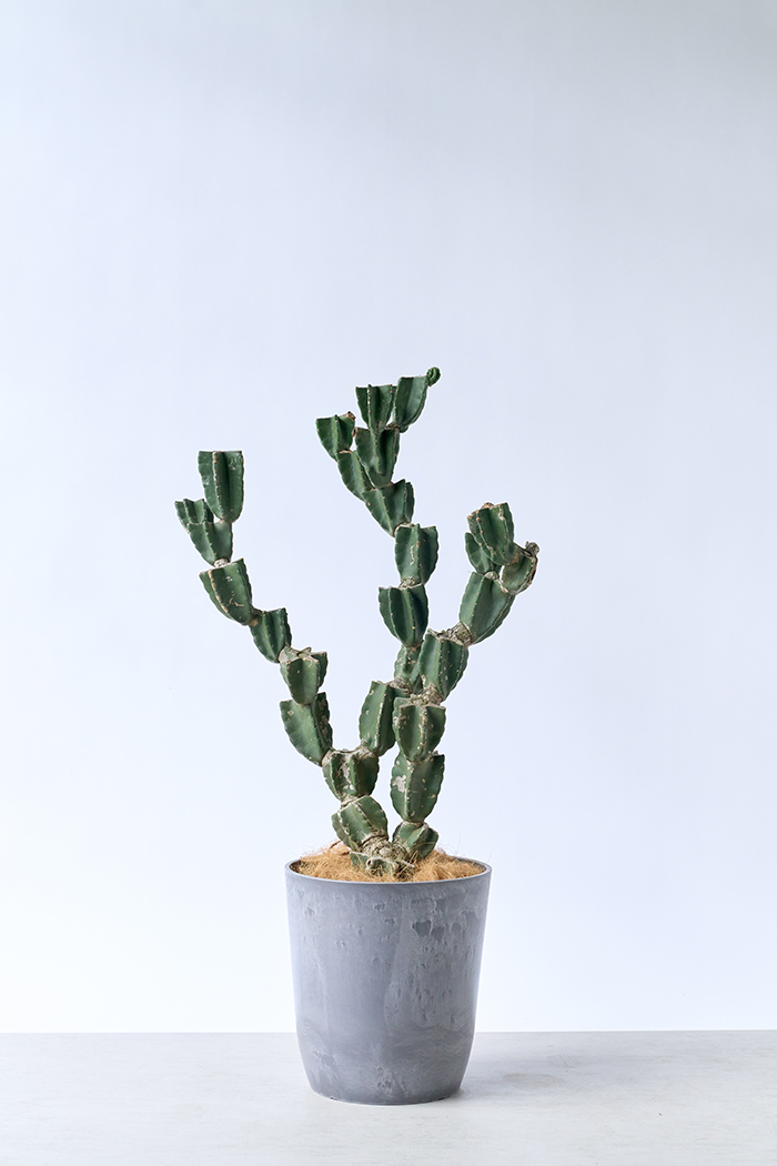 観葉植物 柱サボテン ブランチ 一点もの(A)（10号鉢）の写真3枚目