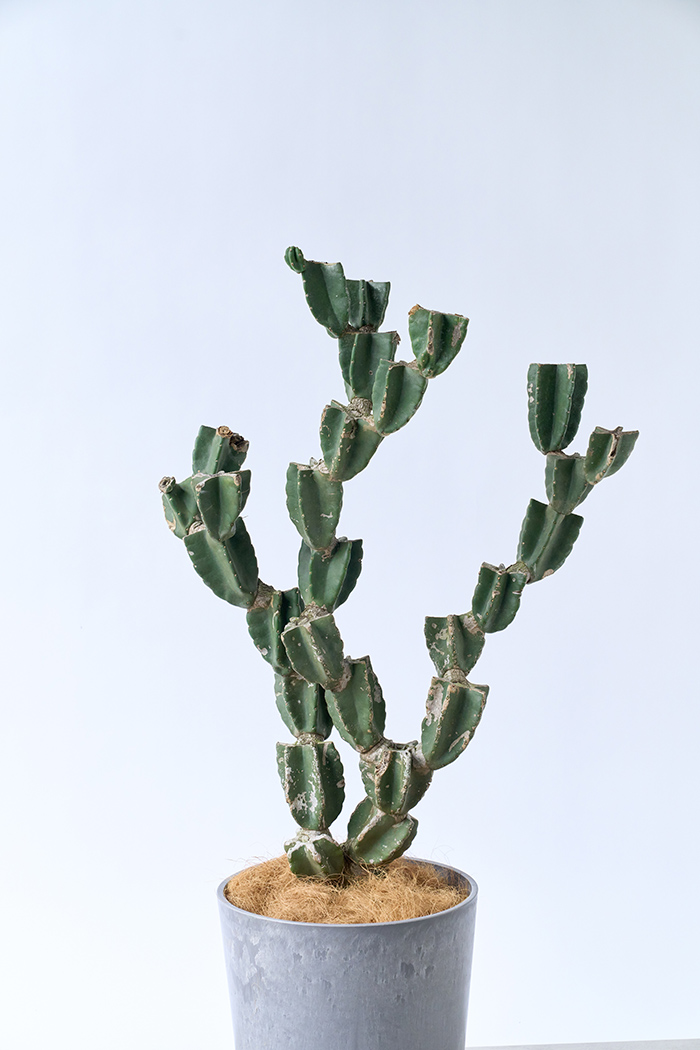 観葉植物 柱サボテン ブランチ 一点もの(A)（10号鉢）の写真4枚目