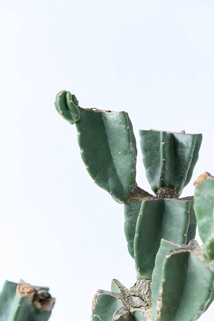 観葉植物 柱サボテン ブランチ 一点もの(A)（10号鉢）の写真5枚目