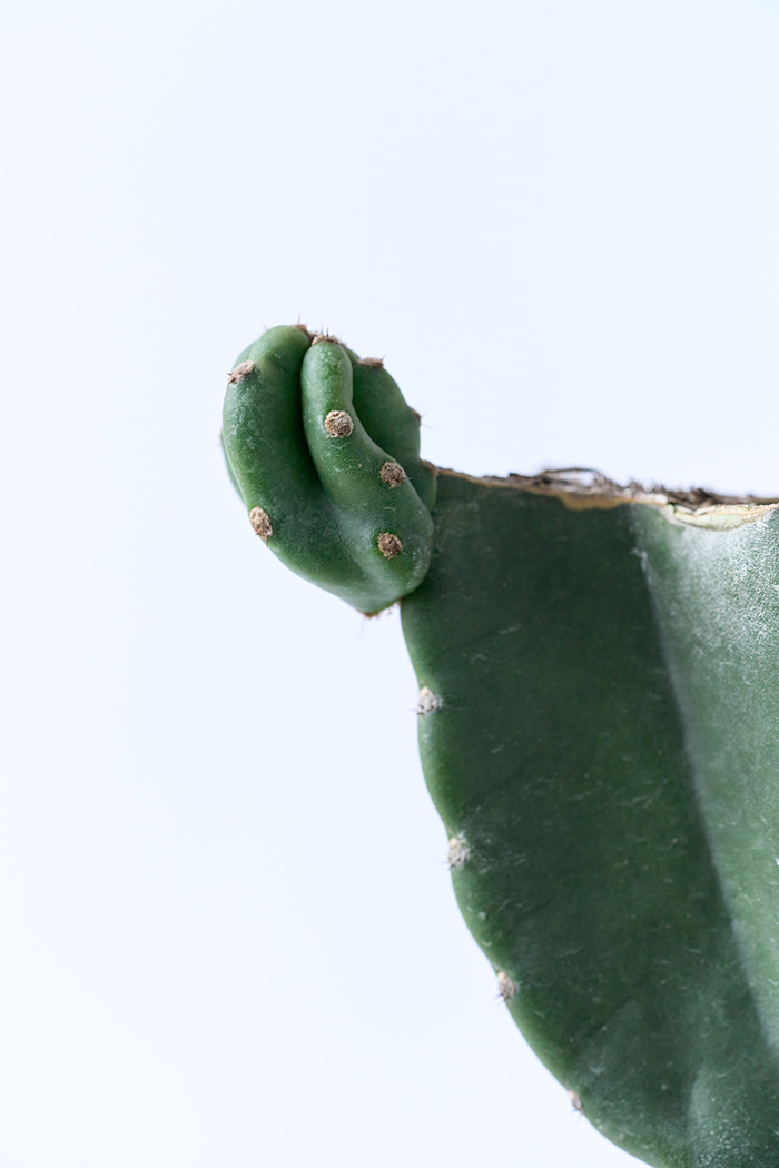 観葉植物 柱サボテン ブランチ 一点もの(A)（10号鉢）の写真6枚目