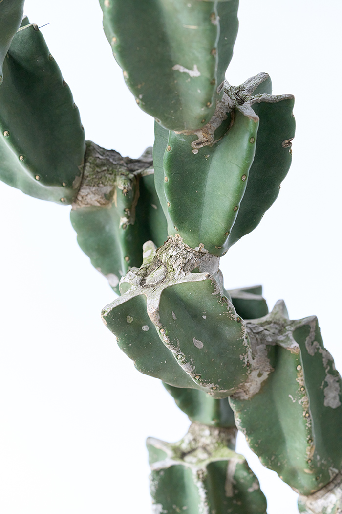 観葉植物 柱サボテン ブランチ 一点もの(A)（10号鉢）の写真7枚目