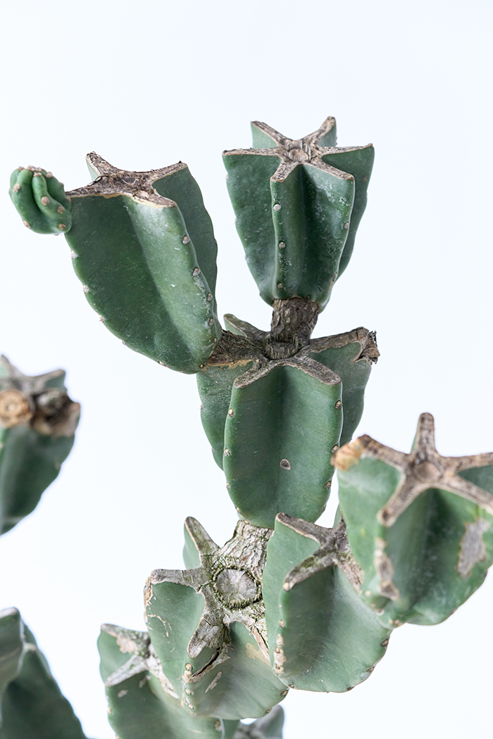 観葉植物 柱サボテン ブランチ 一点もの(A)（10号鉢）の写真8枚目