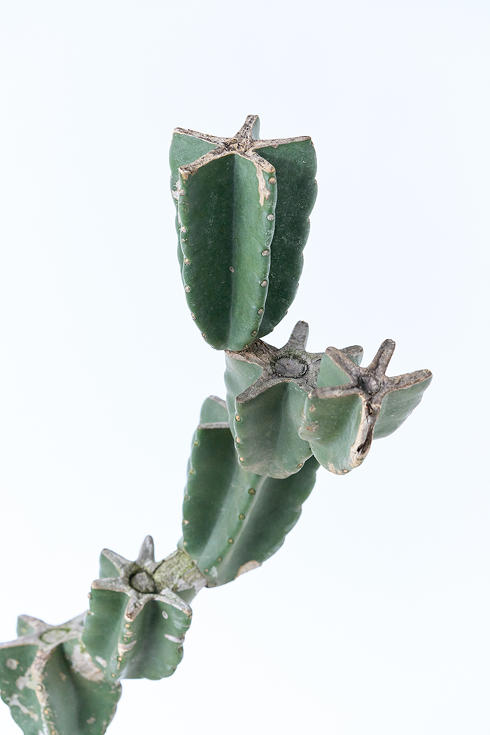 観葉植物 柱サボテン ブランチ 一点もの(A)（10号鉢）の写真9枚目