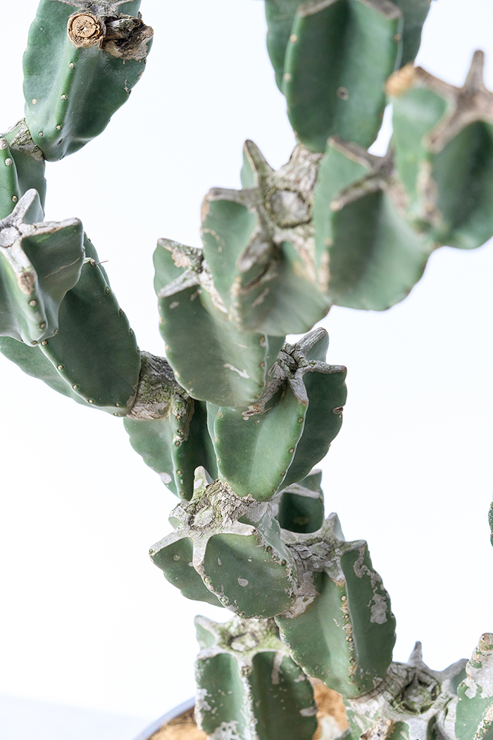 観葉植物 柱サボテン ブランチ 一点もの(A)（10号鉢）の写真10枚目