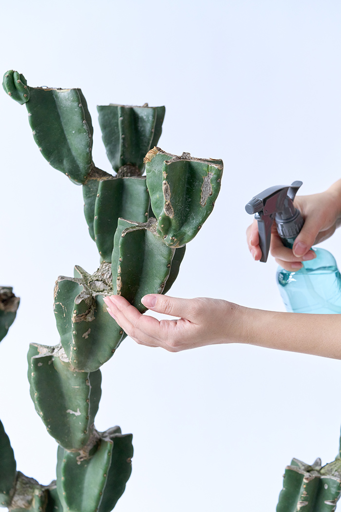 観葉植物 柱サボテン ブランチ 一点もの(A)（10号鉢）の写真11枚目