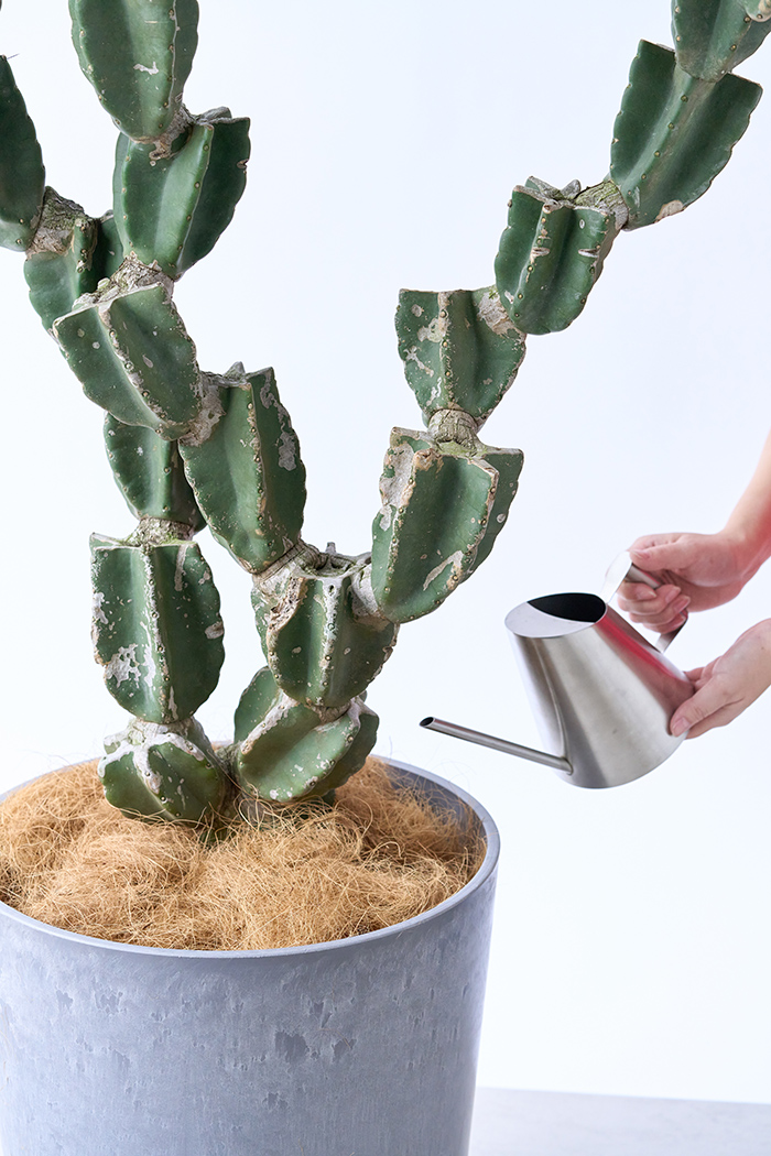 観葉植物 柱サボテン ブランチ 一点もの(A)（10号鉢）の写真12枚目