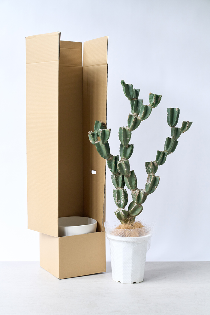 観葉植物 柱サボテン ブランチ 一点もの(A)（10号鉢）の写真13枚目