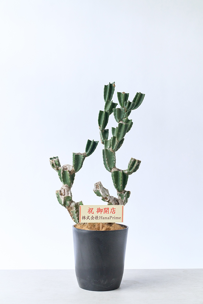 観葉植物 柱サボテン ブランチ 一点もの(B)（10号鉢）