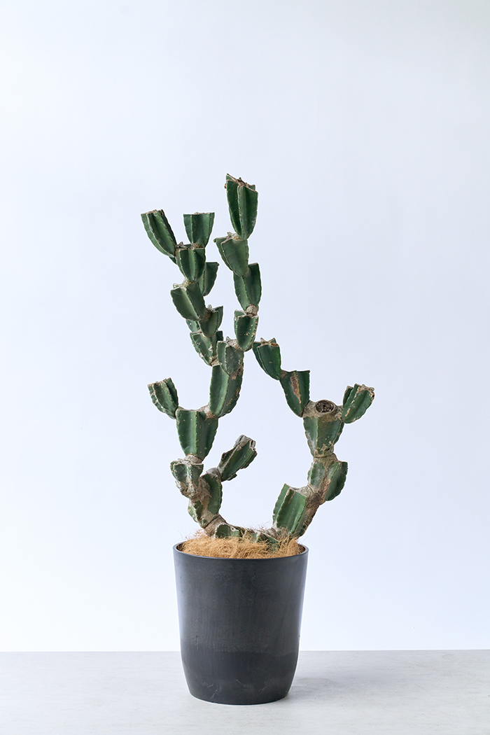 観葉植物 柱サボテン ブランチ 一点もの(B)（10号鉢）の写真3枚目