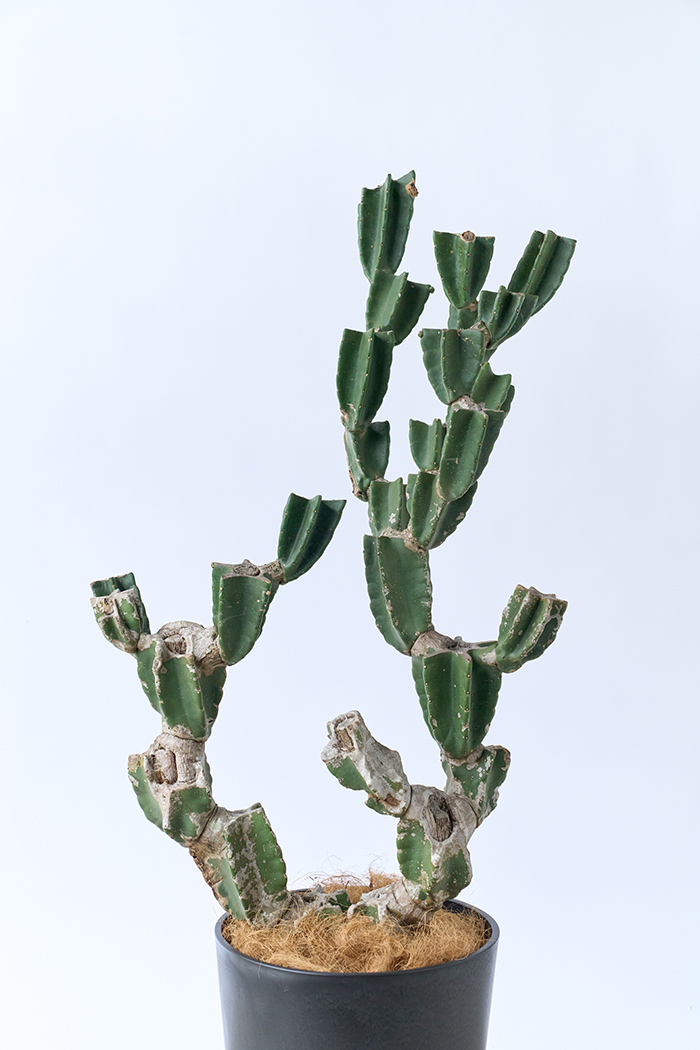 観葉植物 柱サボテン ブランチ 一点もの(B)（10号鉢）の写真4枚目