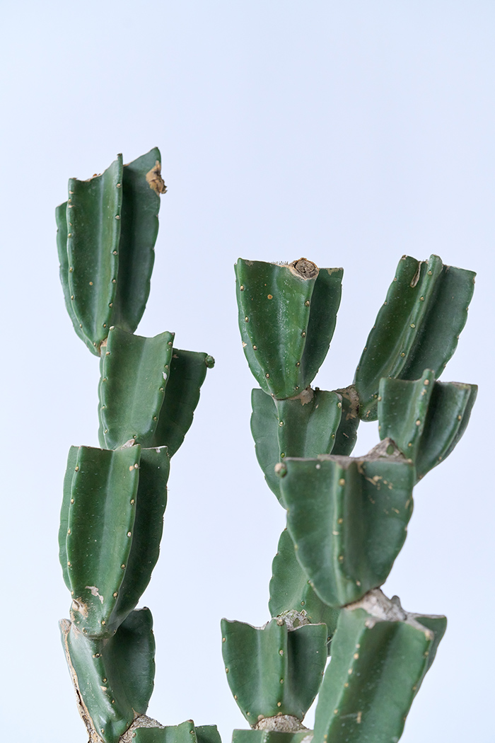 観葉植物 柱サボテン ブランチ 一点もの(B)（10号鉢）の写真5枚目