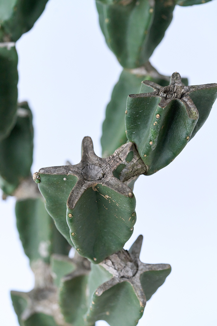 観葉植物 柱サボテン ブランチ 一点もの(B)（10号鉢）の写真6枚目