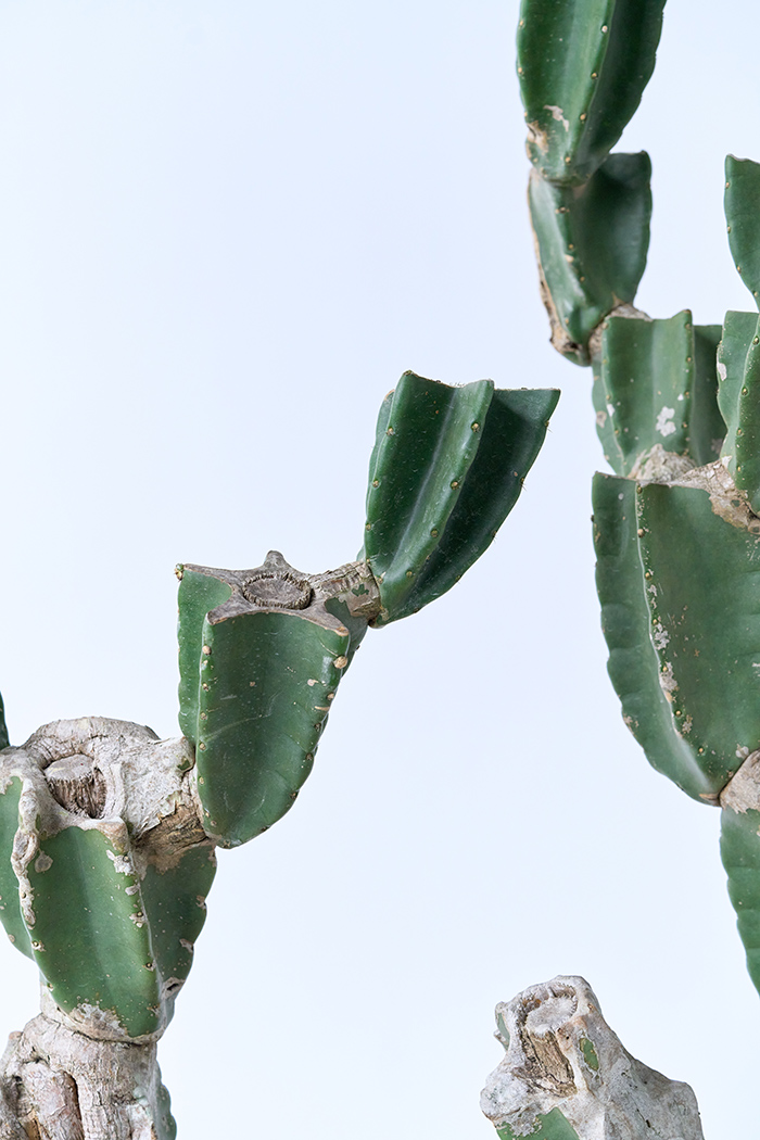 観葉植物 柱サボテン ブランチ 一点もの(B)（10号鉢）｜HanaPrime