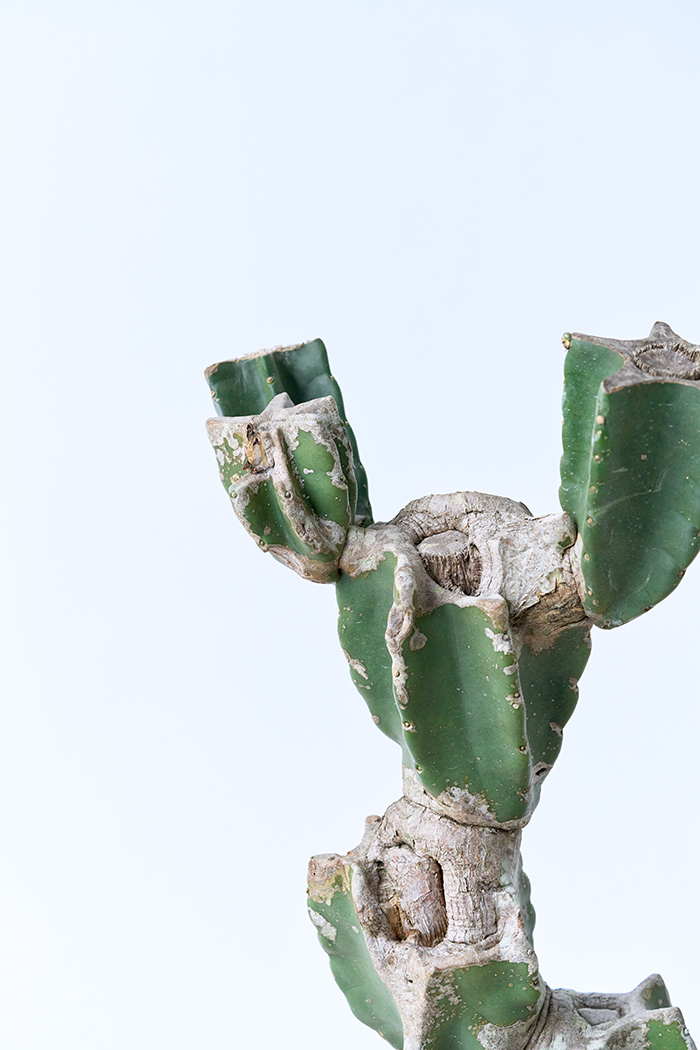 観葉植物 柱サボテン ブランチ 一点もの(B)（10号鉢）の写真8枚目