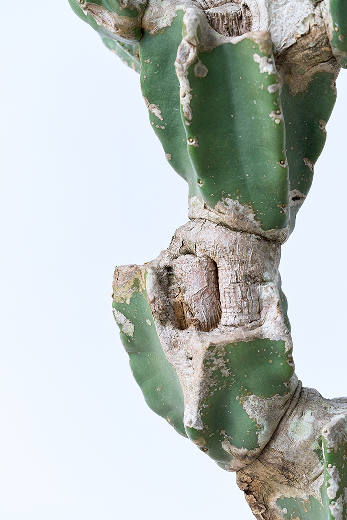 観葉植物 柱サボテン ブランチ 一点もの(B)（10号鉢）の写真9枚目