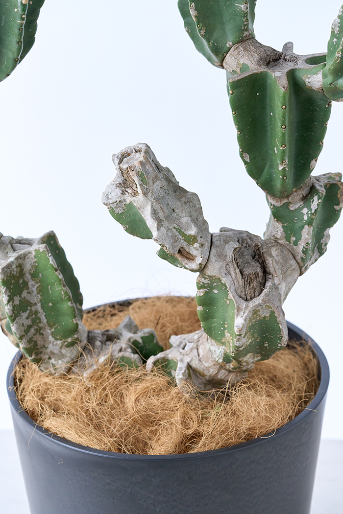 観葉植物 柱サボテン ブランチ 一点もの(B)（10号鉢）の写真11枚目