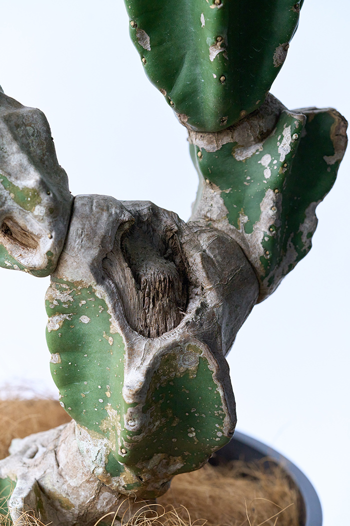 観葉植物 柱サボテン ブランチ 一点もの(B)（10号鉢）の写真12枚目