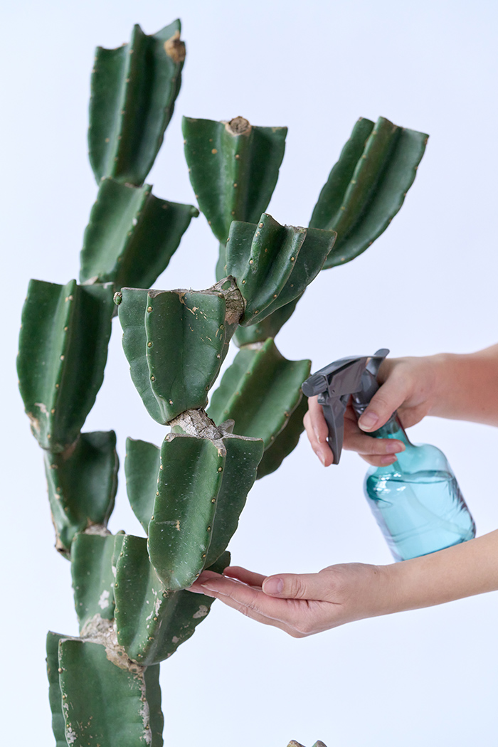 観葉植物 柱サボテン ブランチ 一点もの(B)（10号鉢）の写真13枚目