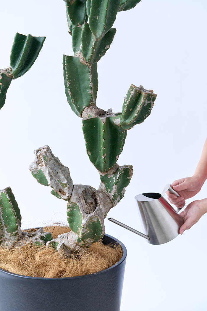 観葉植物 柱サボテン ブランチ 一点もの(B)（10号鉢）の写真14枚目