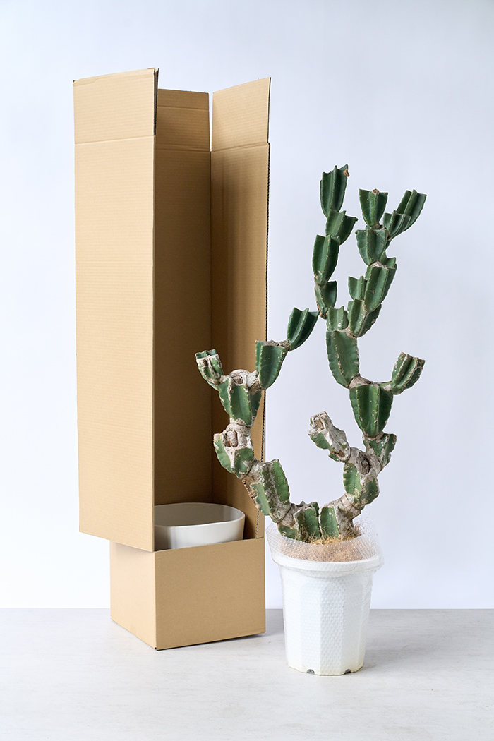 観葉植物 柱サボテン ブランチ 一点もの(B)（10号鉢）の写真15枚目