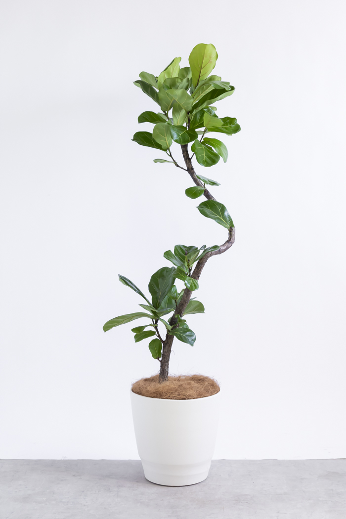 観葉植物 カシワバゴム曲がり（10号鉢）