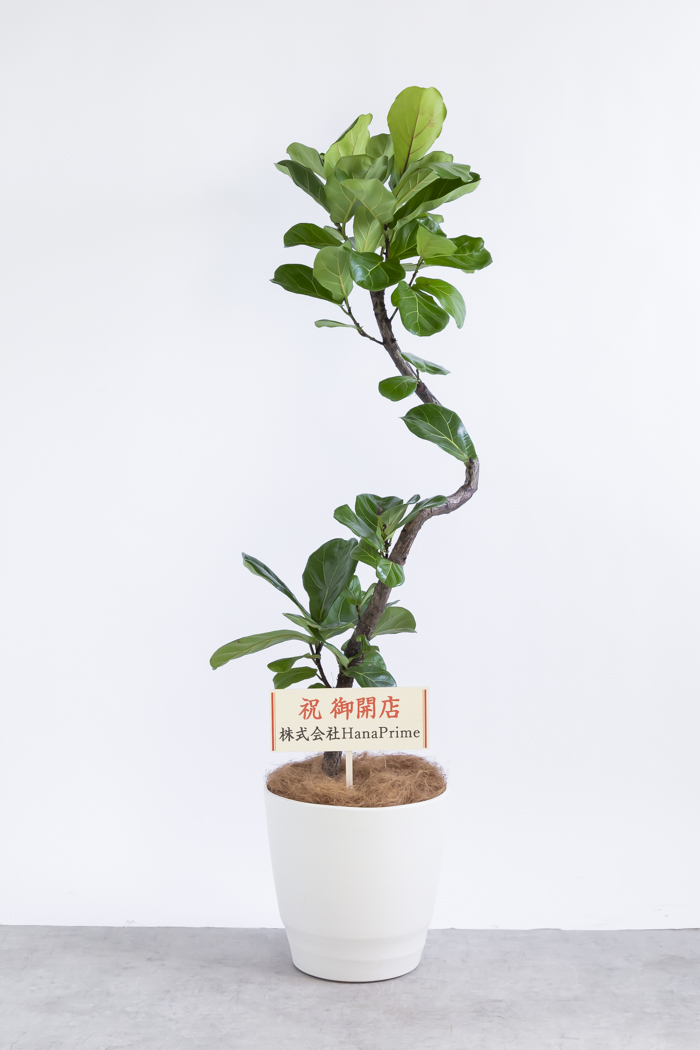 観葉植物 カシワバゴム曲がり（10号鉢）