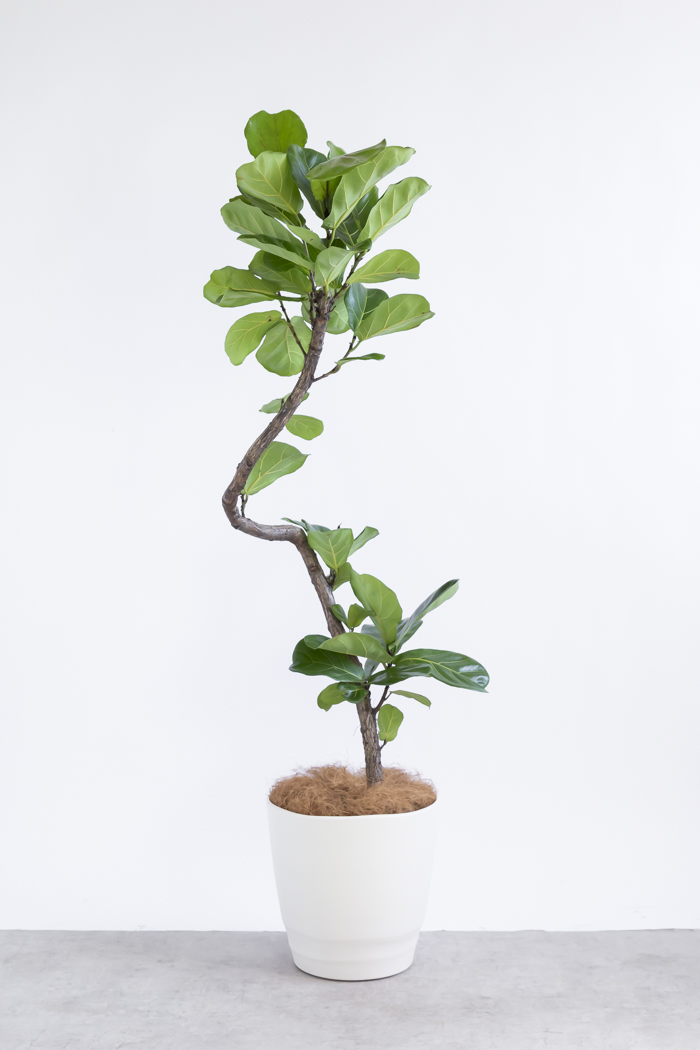 カシワバゴム10号鉢 新古品2 観葉植物 カシワバゴム曲がり（10号鉢）｜HanaPrime（ハナプライム）