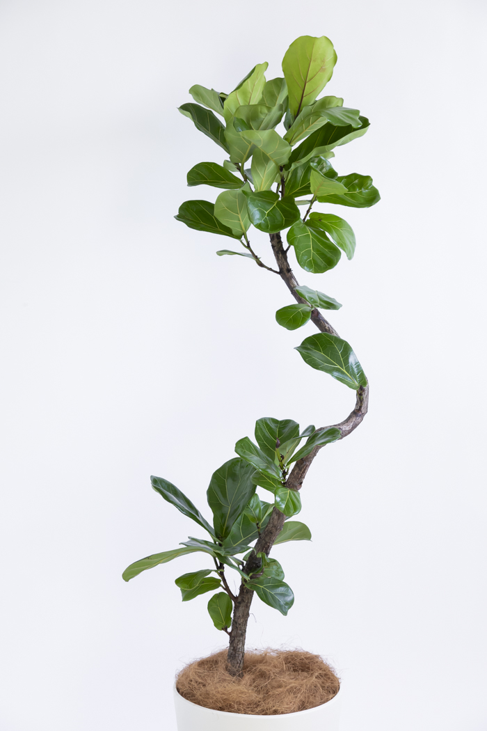 観葉植物 カシワバゴム曲がり（10号鉢）の写真4枚目