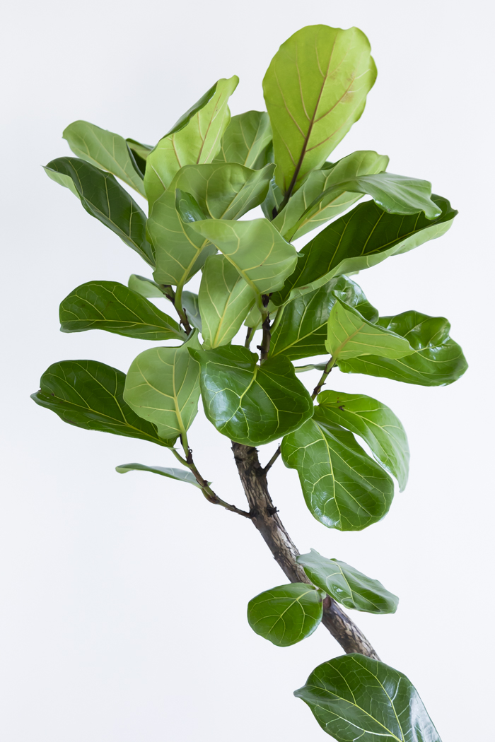 観葉植物 カシワバゴム曲がり（10号鉢）の写真5枚目