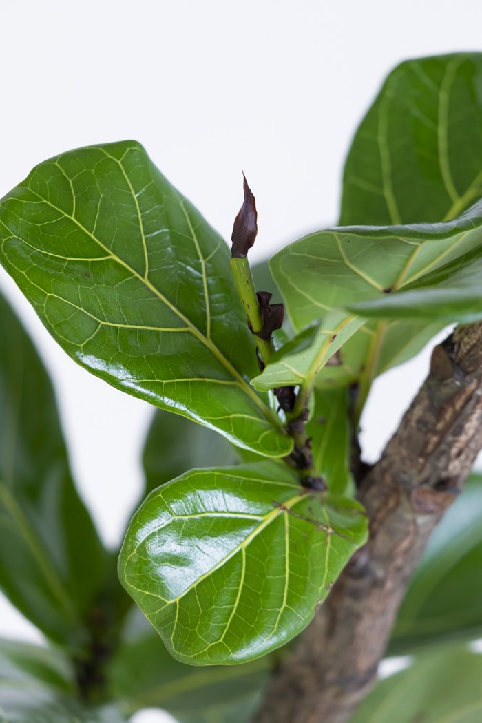 観葉植物 カシワバゴム曲がり（10号鉢）の写真6枚目