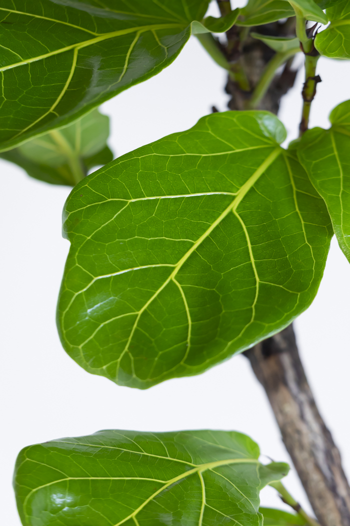 観葉植物 カシワバゴム曲がり（10号鉢）の写真7枚目