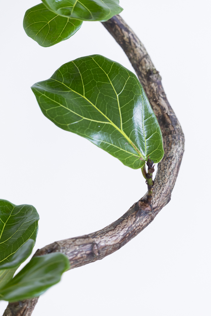 観葉植物 カシワバゴム曲がり（10号鉢）の写真8枚目