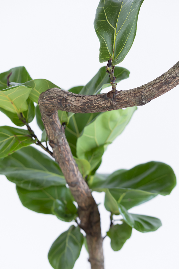 観葉植物 カシワバゴム曲がり（10号鉢）の写真9枚目