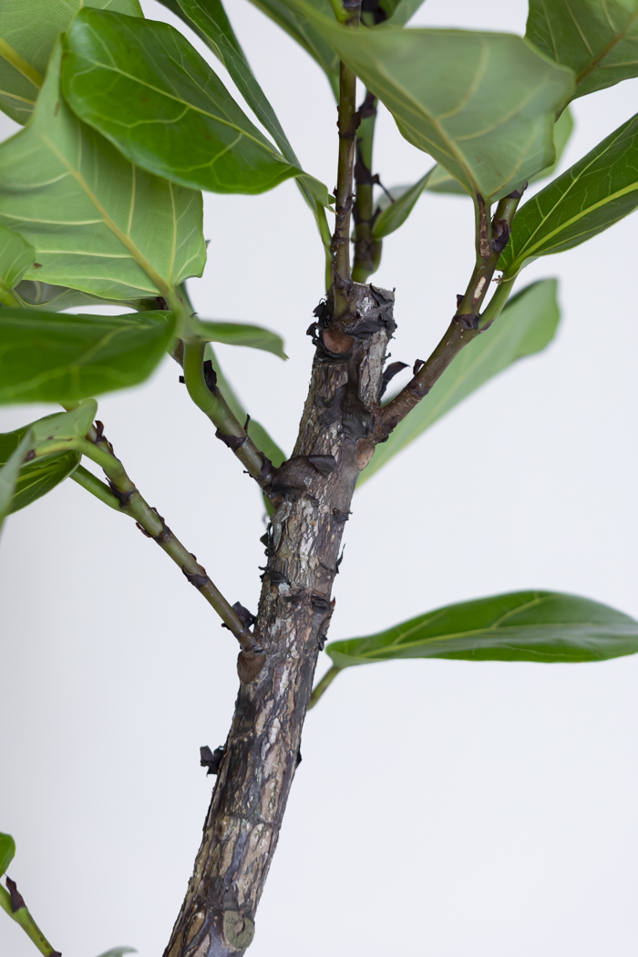 観葉植物 カシワバゴム曲がり（10号鉢）の写真10枚目