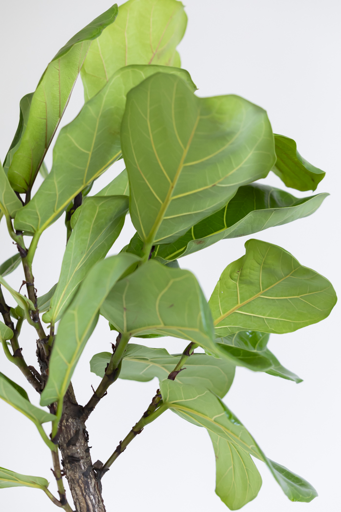 観葉植物 カシワバゴム曲がり（10号鉢）の写真11枚目