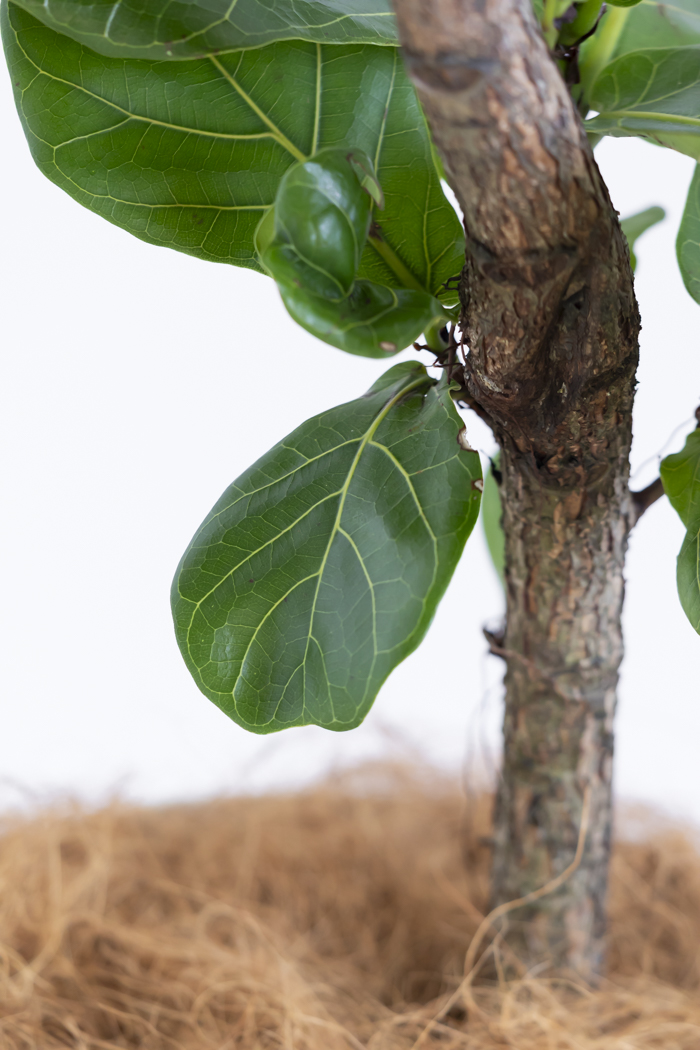 観葉植物 カシワバゴム曲がり（10号鉢）の写真12枚目
