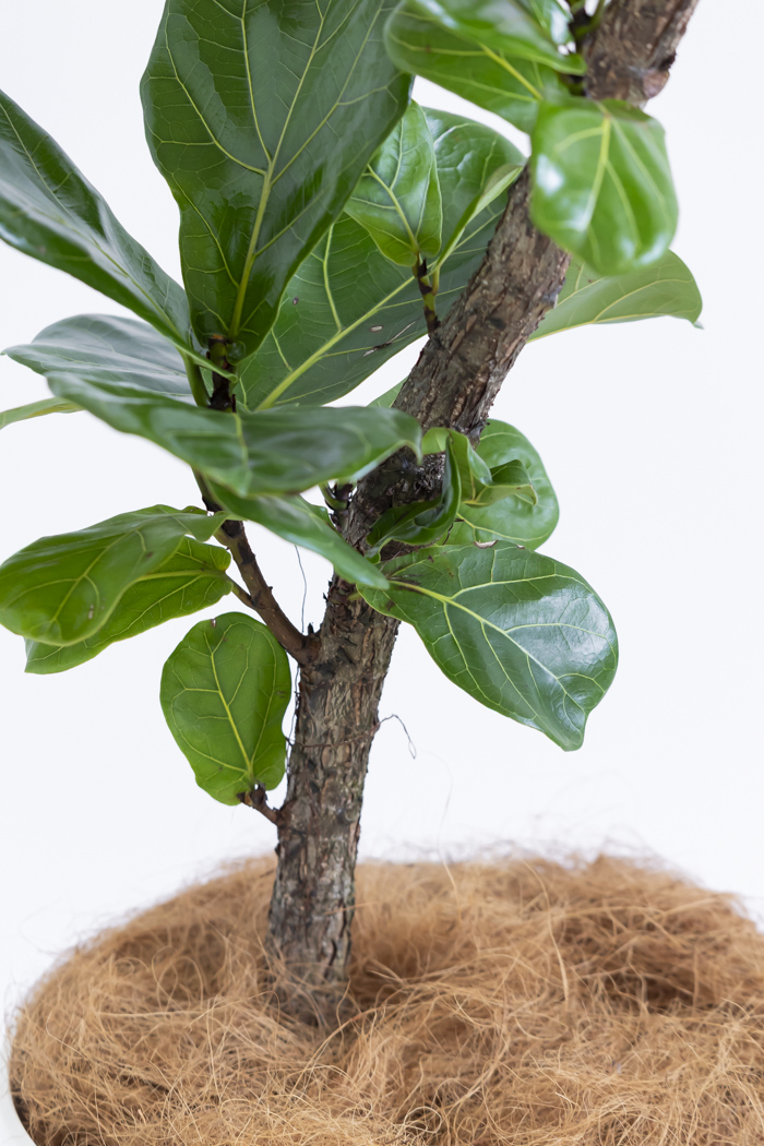 観葉植物 カシワバゴム曲がり（10号鉢）の写真13枚目