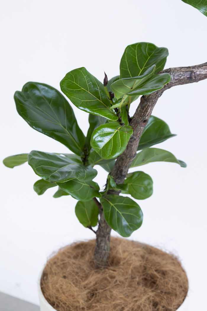 観葉植物 カシワバゴム曲がり（10号鉢）の写真14枚目