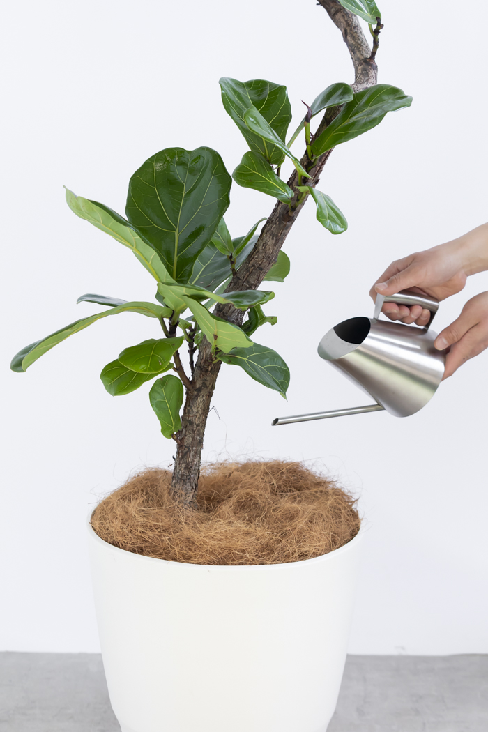 観葉植物 カシワバゴム曲がり（10号鉢）の写真15枚目