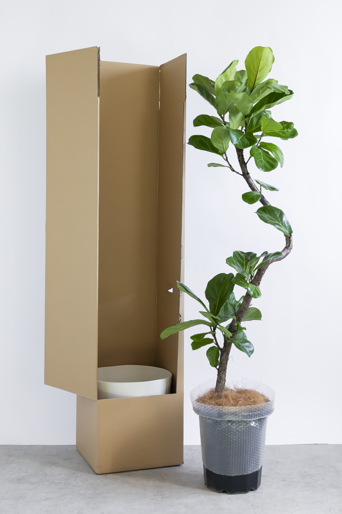 カシワバゴム10号鉢 新古品2 観葉植物 カシワバゴム曲がり（10号鉢）｜HanaPrime（ハナプライム）
